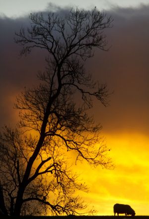 bolton abbey sunset feb 2012 sm.jpg